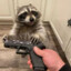 Racoon with a Gun