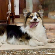 奔波儿霸与霸波儿奔