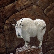 Mountain Goat