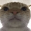 Catoo47