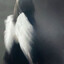 dreams fallen's avatar