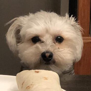 Gus Puffy avatar