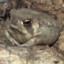 a toad