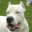 Dogo Argentino