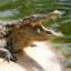 Krokodil