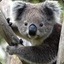 unstoppablekoala