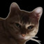 Catlicious