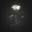 Rain2077