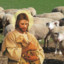 Sheep shepherd