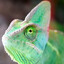 CHAMELEON