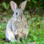 Conejo20