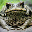 Wise Toad