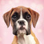 Boxer