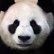 Panda (NL)