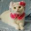 mycatcanpwn