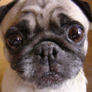 天外棋仙叶孤城