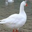 铁锅炖大鹅