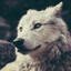 Lonely Wolf