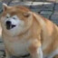 Morbidly_Obese_Dog