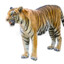 LionMan5601
