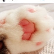 KBcat