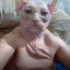 罗奈老猫
