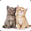 猫咪控