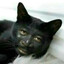 Meow Meow