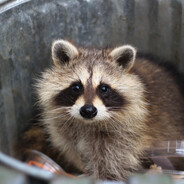 Raccoon Steam avatar