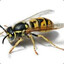Annoying wasp