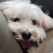 服了我哭死..kusi