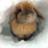 [革命軍] 猛兔出匣