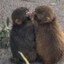 CUTEMONKEY