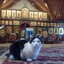 Orthodox Cat