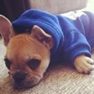 To the Emperor-Dragon King