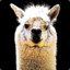 LLama