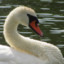 SWAN