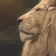 MadLion