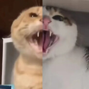 基米天降愤怒哈气