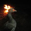 The Flamin&#039; Goose
