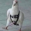TheFappingPigeon