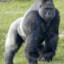 gorilla