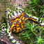 quartisarme bell toad