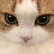 撒哈拉草原光头强