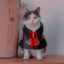 Acatsukiㄨ