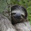 Lazy Sloth