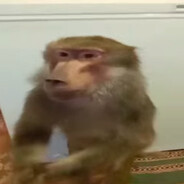 komonchik