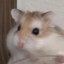 hampter