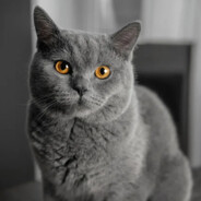 ༼ つ ◕_◕ ༽つ