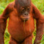 thawing orangutan